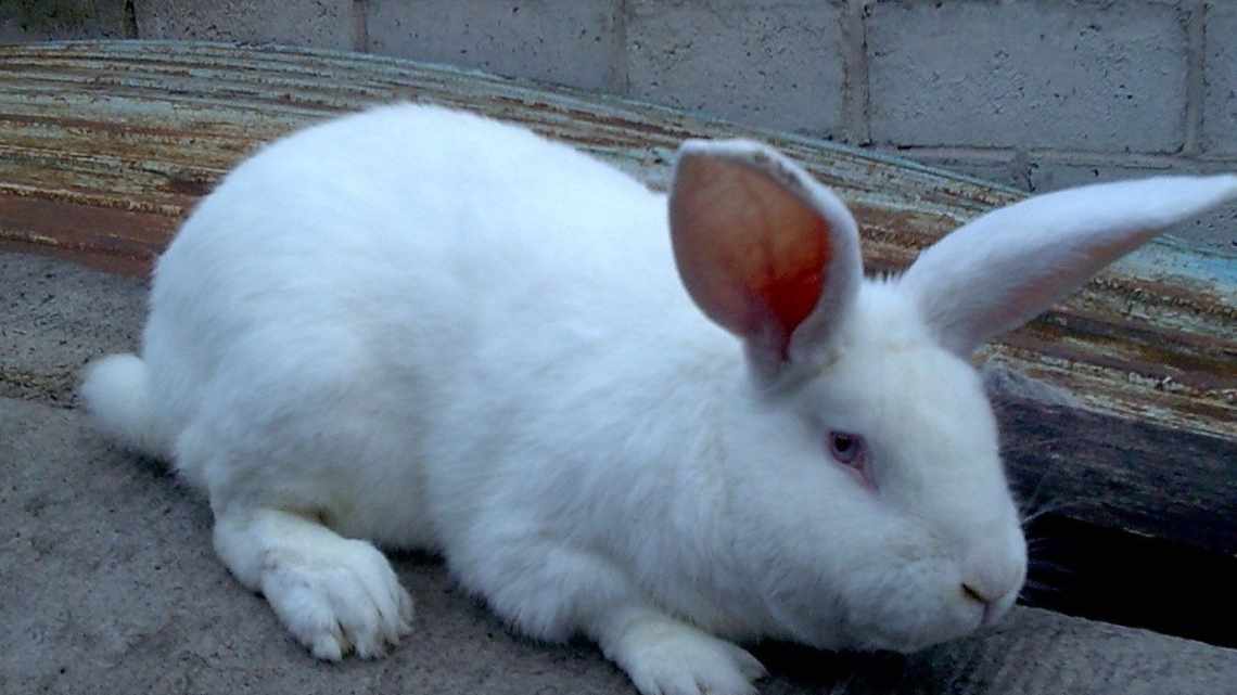 Всё о породе кроликов Белый великан