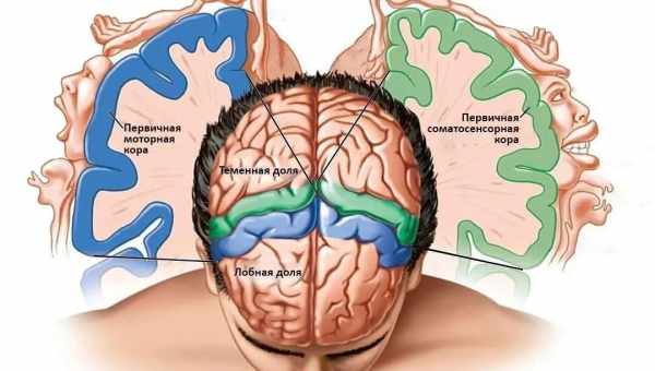 Последствия и лечение нейрофизиологической незрелости коры головного мозга у новорожденного ребенка