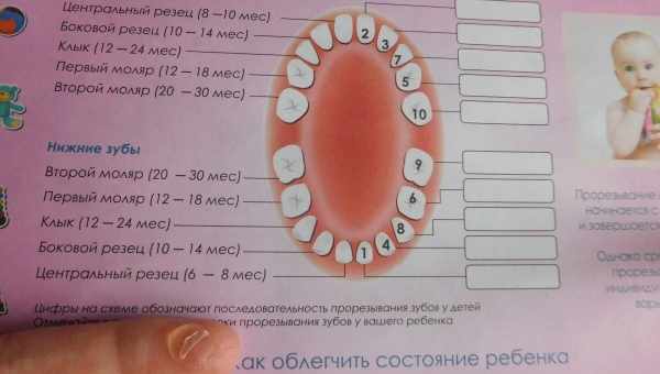 Когда прорезываются и выпадают молочные зубы: схема и сроки смены прикуса у детей по возрастам