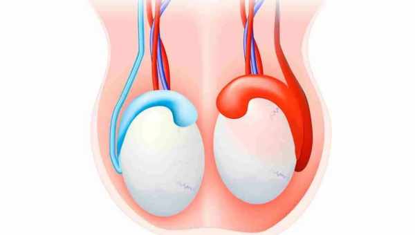 Когда опускаются яички у детей и нужна ли операция при крипторхизме у мальчиков?