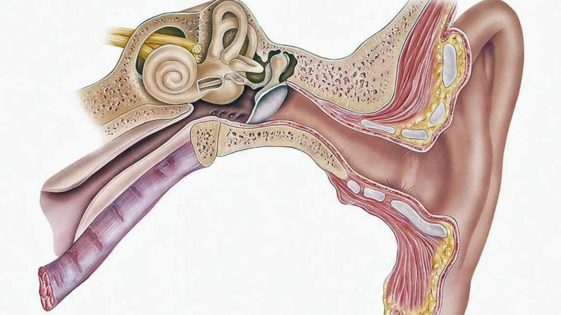 Что такое тубоотит: симптомы и лечение двустороннего и одностороннего заболевания уха у детей