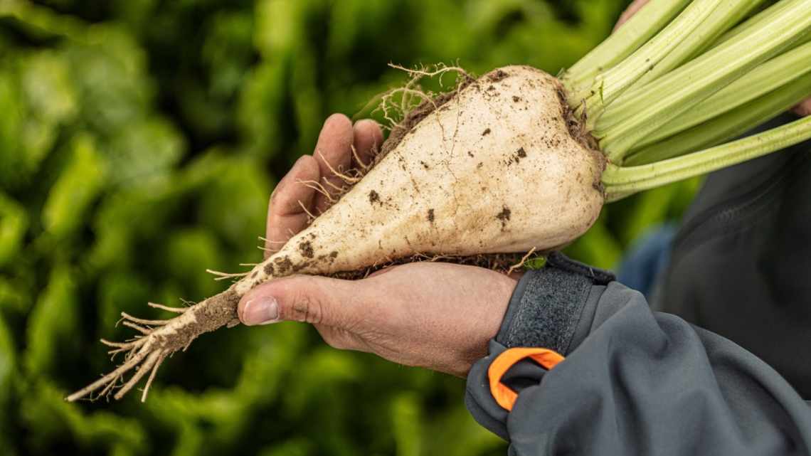 Можно ли сажать чеснок после свеклы?