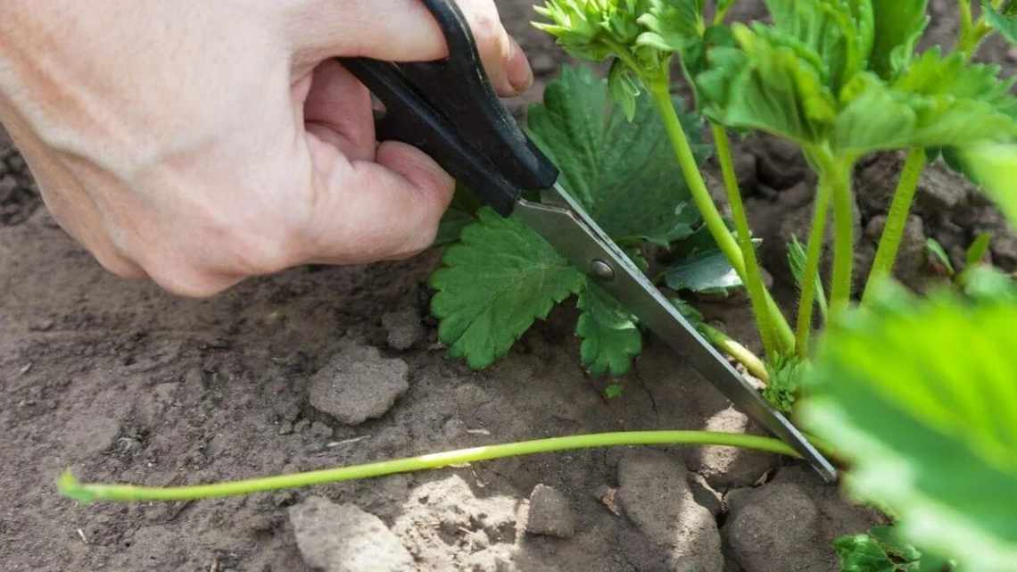 Обрезка листьев клубники после сбора урожая