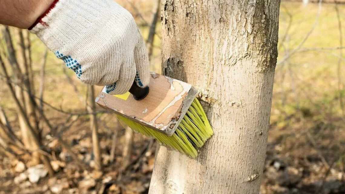 Кору яблони погрызли мыши — что делать? Советы садоводам