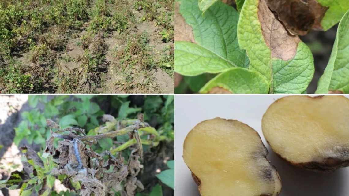Болезнь картофеля фитофтора — причины заболевания и методы борьбы