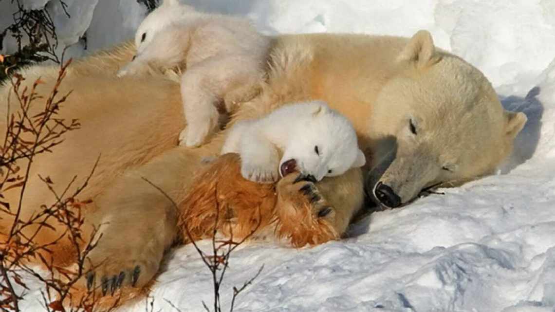 К чему снится медвежонок, кормить медвежонка и играть с ним? Основные толкования разных сонников — к чему снится медвежонок