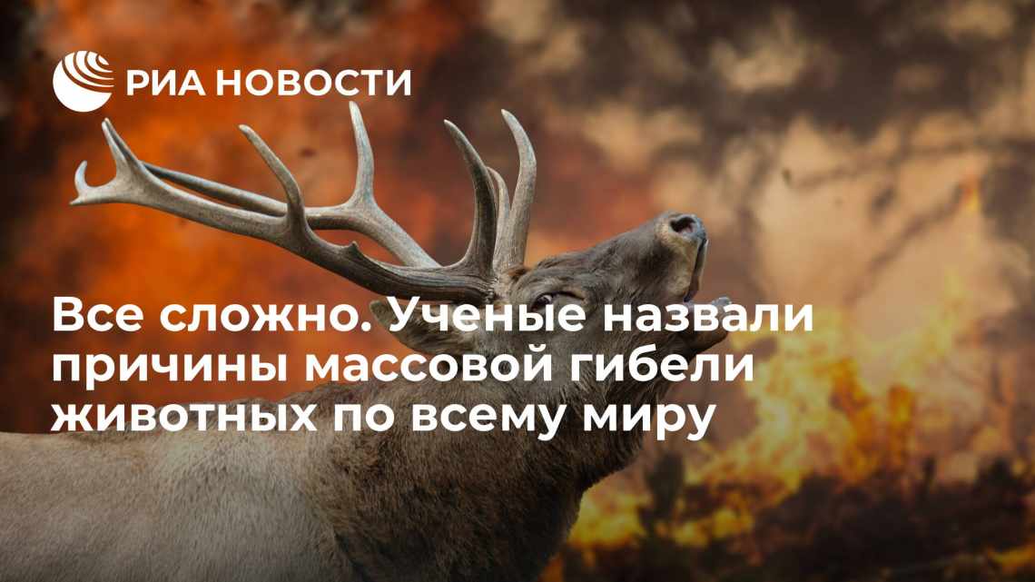 Ученые не могут понять, что вызывает массовую гибель морских животных в Канаде