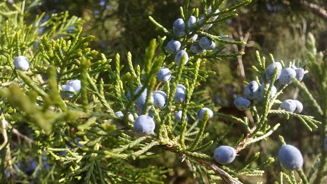 Можжевельники Крыма: где растут, виды и их описание