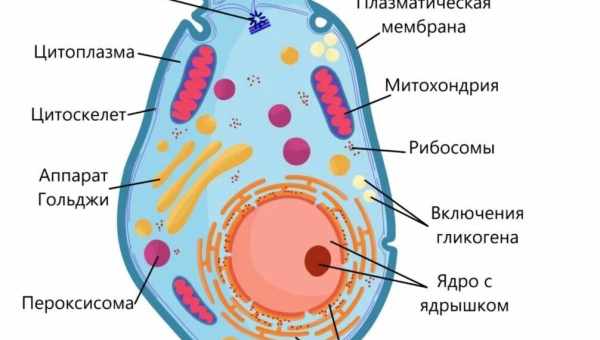 В клеточный атлас добавили почти полмиллиона новых клеток