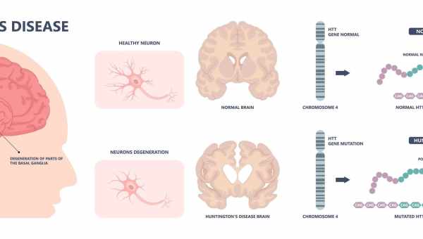 Белок болезни Хантингтона нужен для правильного развития мозга