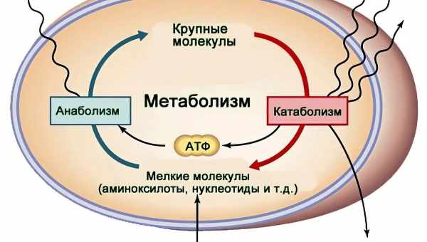 Существует ли «быстрый» и «медленный» метаболизм: рассказывают ученые