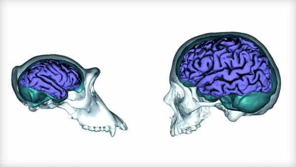 Выяснилось, что мозг людей и обезьян развивался аномально быстро
