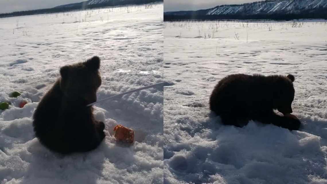 На обочине дороги нашли брошенного медвежонка. Но кем он оказался на самом деле?