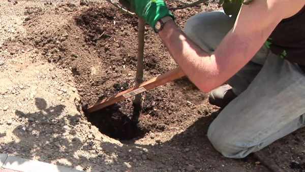 Посадка яблони весной саженцами: видео