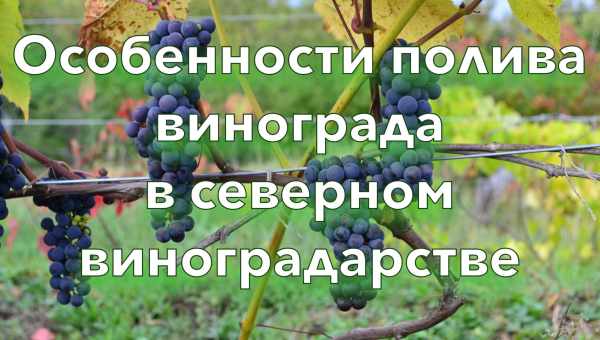 Как часто поливать виноград летом?