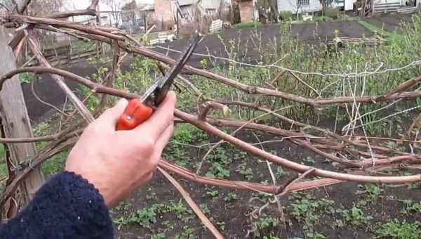 Летняя обрезка винограда для начинающих