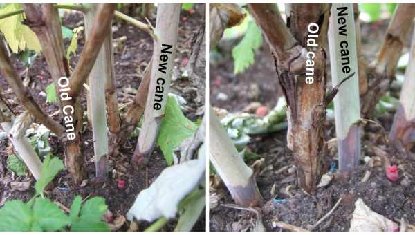 Как весной обрезать ремонтантную малину?