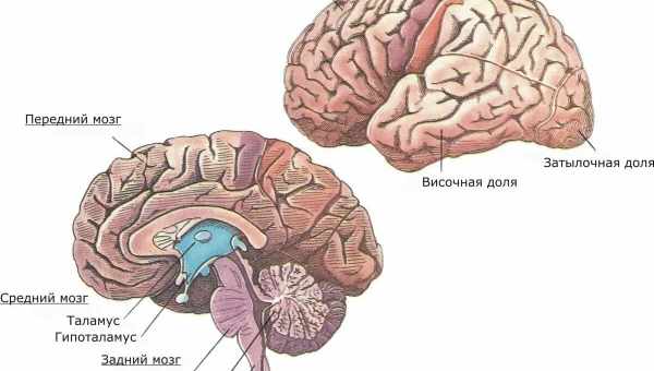 Какая часть нашего мозга самая магнитная?