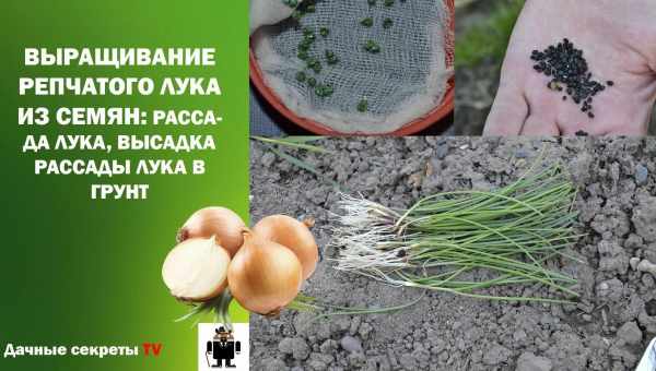 Как вырастить семена лука?