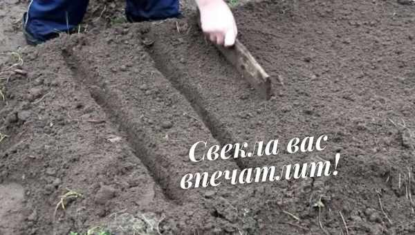 Когда сажать свеклу весной?