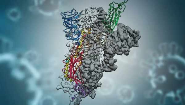 Новый вирусный белок эффективно подавил активность CRISPR