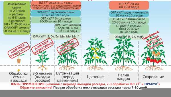 Микроудобрения для томатов в теплице