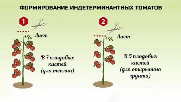 Формирование томатов в открытом грунте