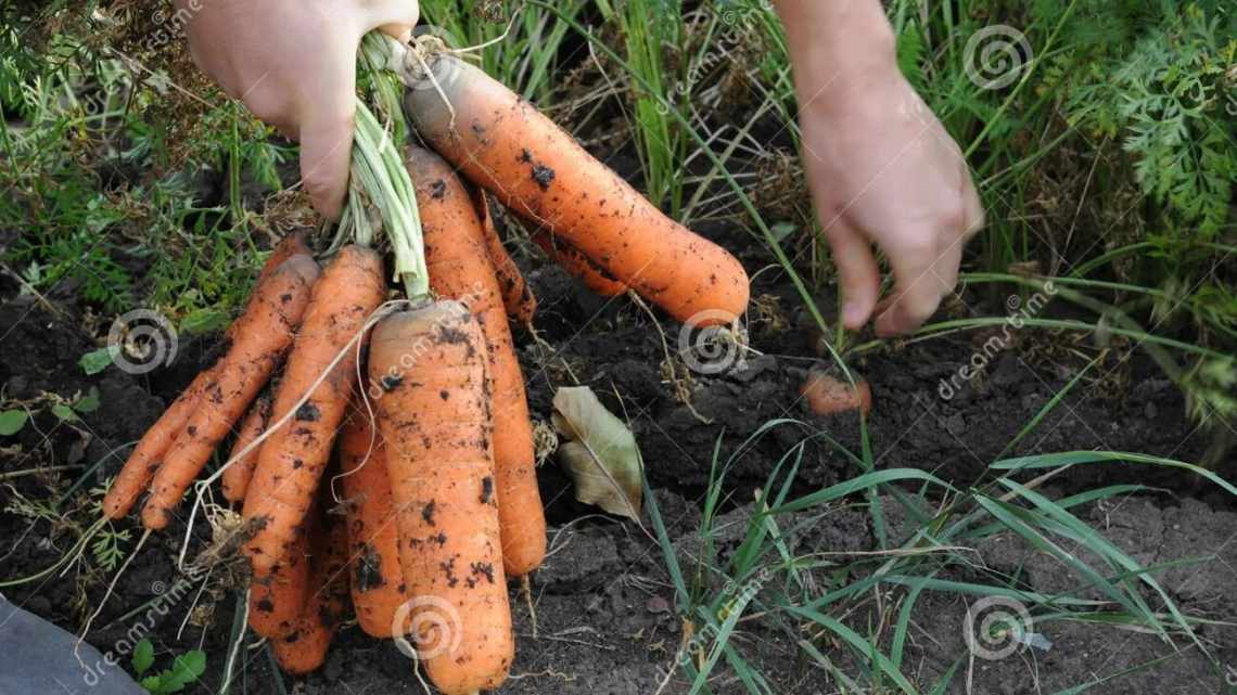 Уход за морковью в сентябре