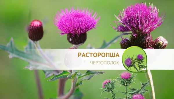 Татарник или чертополох- что лечит? Лечебные свойства, показания, противопоказания применения татарника