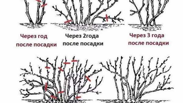 Обрезка черешни при посадке