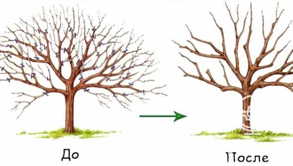 Весенняя обрезка яблони