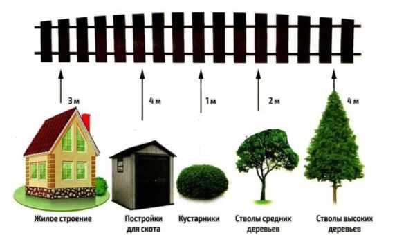 Расстояние между абрикосами при посадке — отвечаем на вопросы дачников