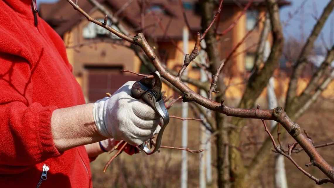 Схема обрезки колоновидной яблони