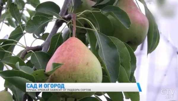 Сорта груш для Ярославской области