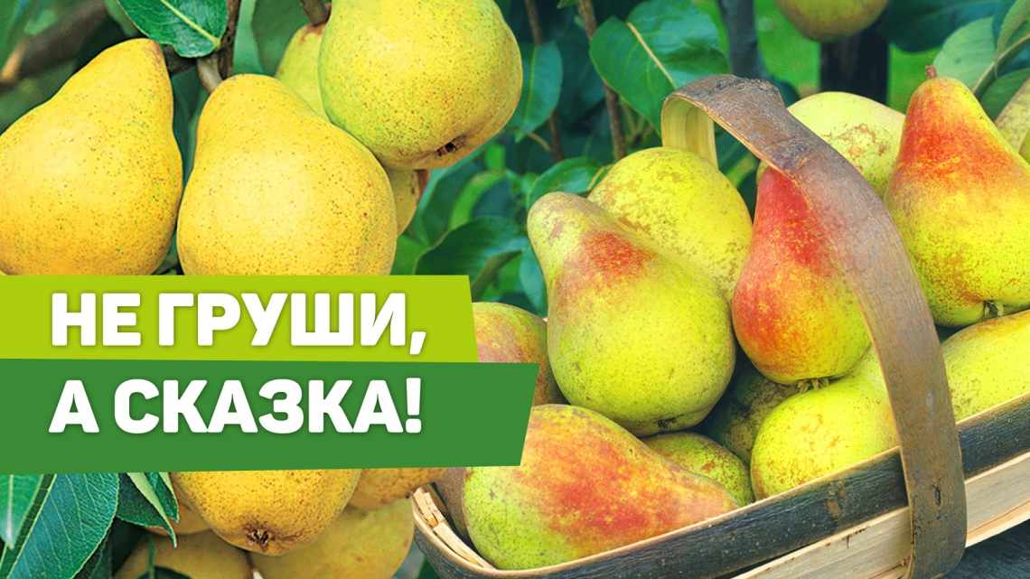 Лучшие сорта груши для Кировской области