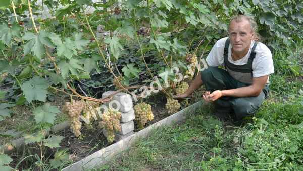 Виноград в Нижегородской области: посадка и уход