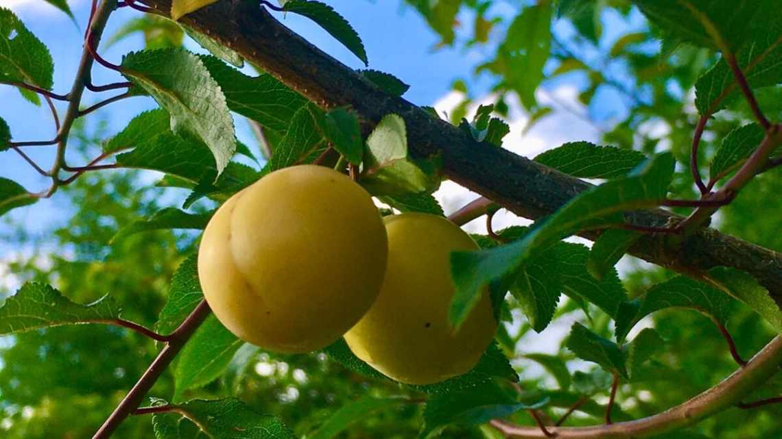 Алыча Ярило — описание сорта, фото и отзывы садоводов