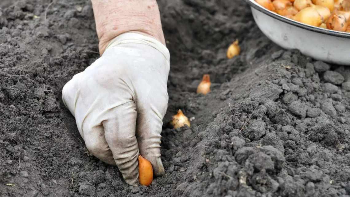 Посадка лука под зиму в Ленинградской области