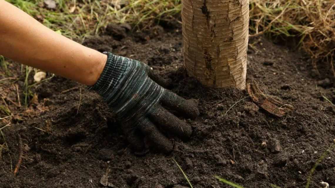 Чем подкармливать весной яблони?