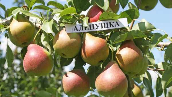 Сорта груш для Нижегородской области