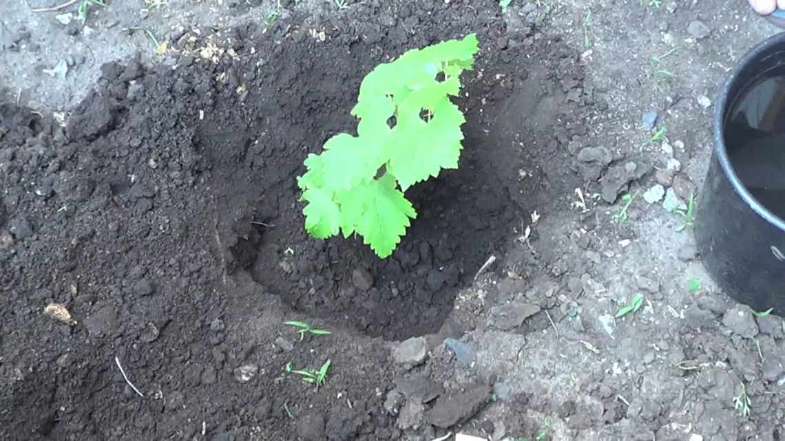 Посадка винограда саженцами весной