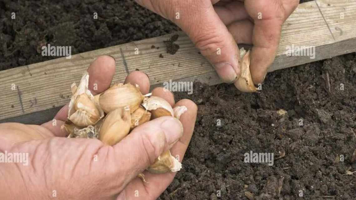 Посадка озимого чеснока бульбочками