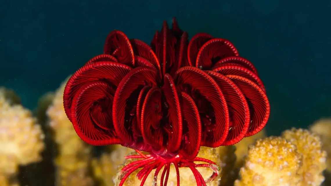 Морская лилия: самый красивый хищник