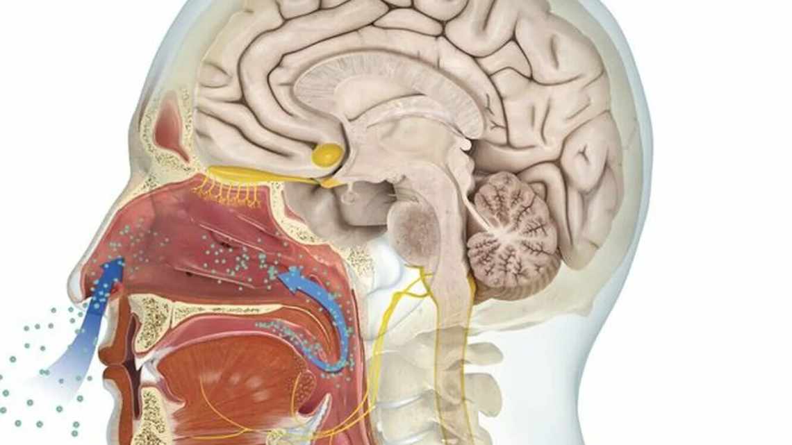 Мозг и запахи: как устроено обоняние