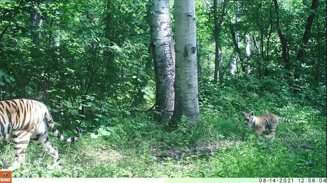 Редкий тигр попал в объектив камеры