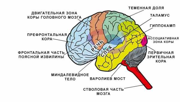 Активность мозга помогла перевести речь в текст