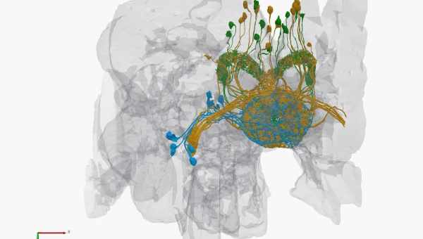 Создана полная модель коннектома дрозофилы