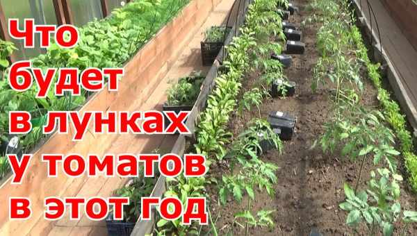 Что посадить после помидор?