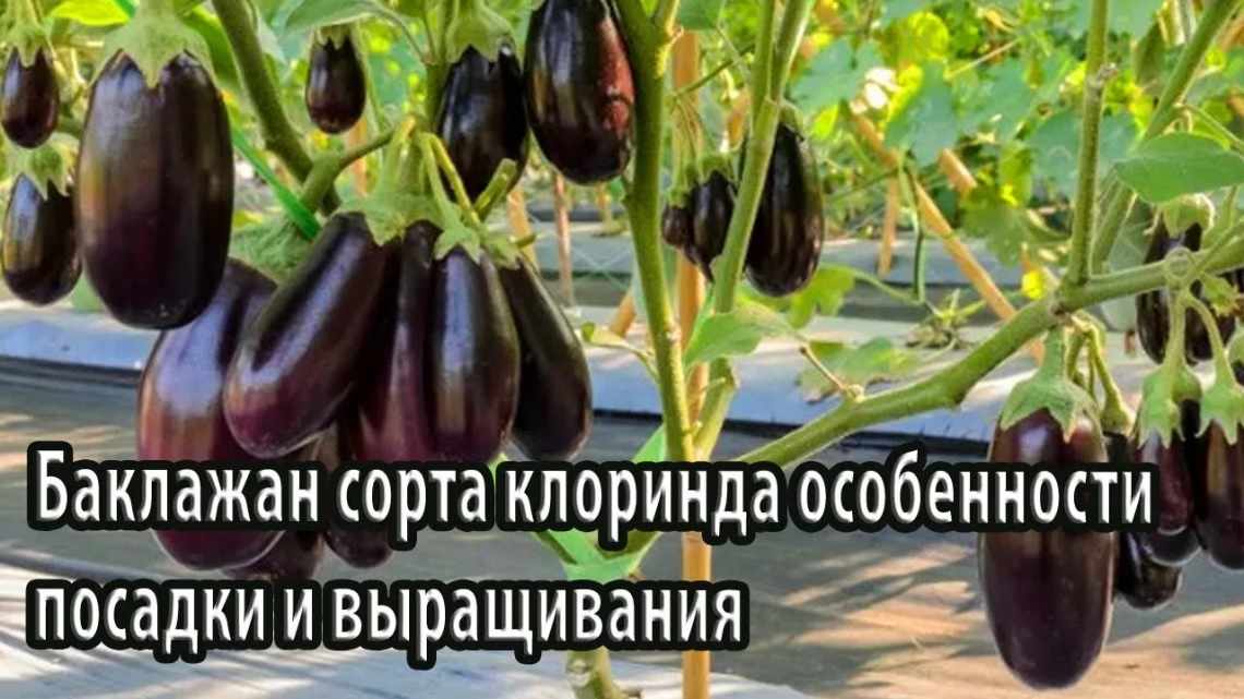 Когда снимать баклажаны в теплице с куста?