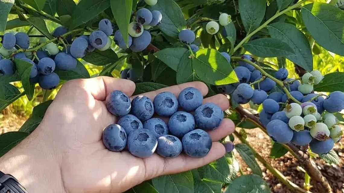 Голубика Ранкокас — описание сорта, фото, отзывы, посадка и уход